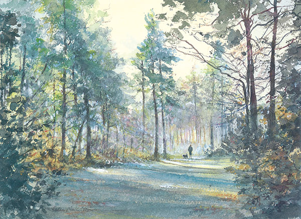 Forest Walk Forest Walk