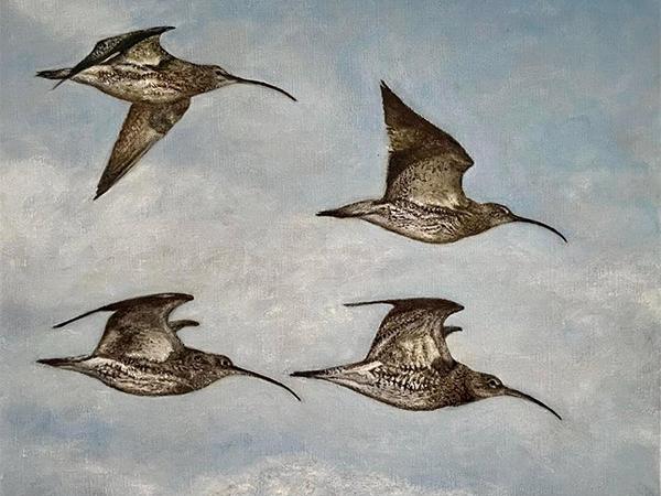 Curlews in Flight